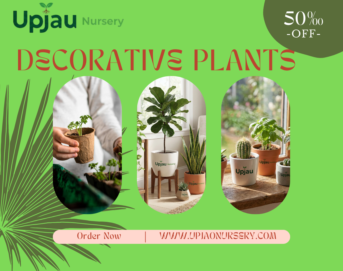 dECORATIVE PLANTS